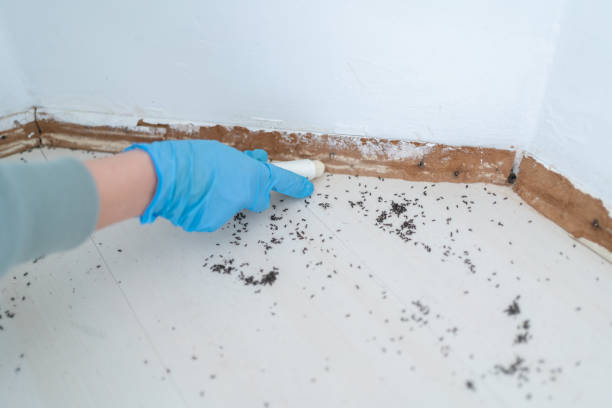 Best Exterminator Services  in Youngsville, NC